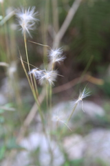 Andropogon leucostachyus