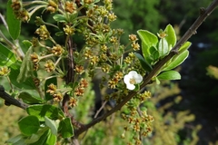 Spiraea prunifolia pseudoprunifolia