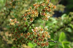 Spiraea prunifolia pseudoprunifolia
