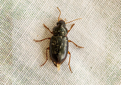 Selenophorus pedicularius