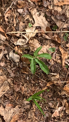 Arisaema dracontium
