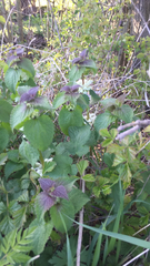 Lamium album