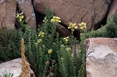 Calceolaria parvifolia