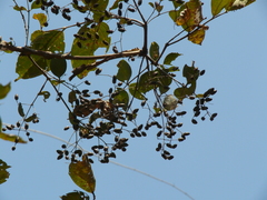 Lagerstroemia microcarpa