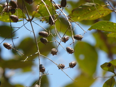 Lagerstroemia microcarpa
