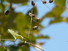 Lagerstroemia microcarpa