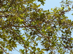 Lagerstroemia microcarpa