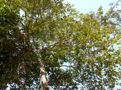 Lagerstroemia microcarpa