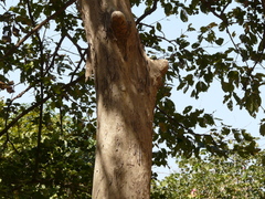 Lagerstroemia microcarpa