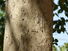 Lagerstroemia microcarpa