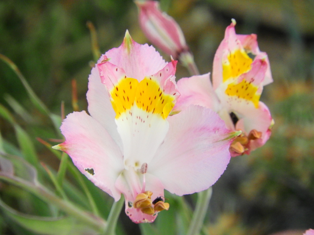 Alstroemeria leporina