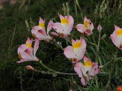 Alstroemeria leporina