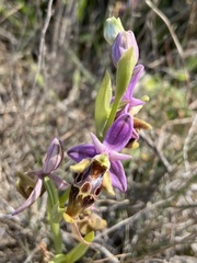 Ophrys calypsus