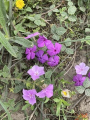 Phlox drummondii
