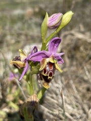Ophrys calypsus