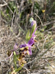 Ophrys calypsus