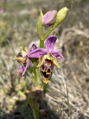 Ophrys calypsus