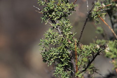 Wiborgia