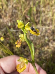 Ophrys lutea phryganae