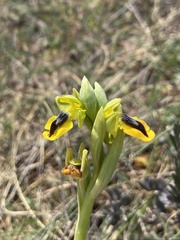 Ophrys lutea phryganae