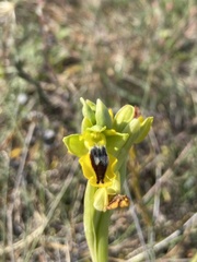 Ophrys lutea phryganae
