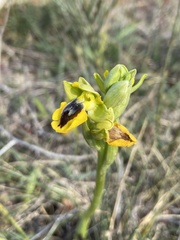 Ophrys lutea phryganae