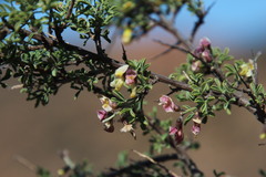 Wiborgia