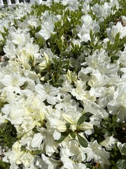 Rhododendron mucronatum