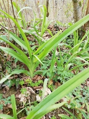 Hemerocallidoideae