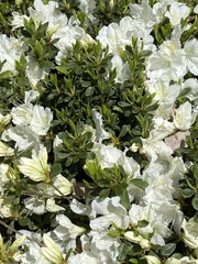 Rhododendron mucronatum