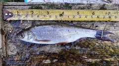 Leuciscus idus