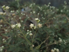 Parthenium hysterophorus image