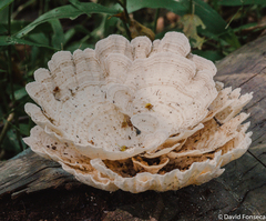 Trametes menziesii
