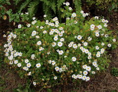 Argyranthemum webbii image