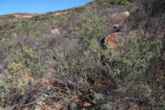 Wiborgia