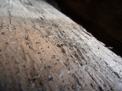 Metopoplax ditomoides
