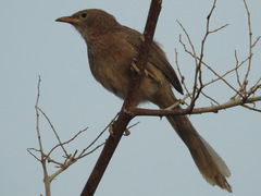 Argya squamiceps
