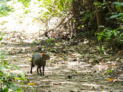 Dasyprocta fuliginosa