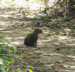 Dasyprocta fuliginosa