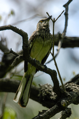 Mimus gundlachii