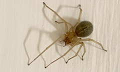 Cheiracanthium gracile