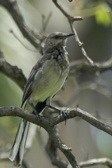 Mimus gundlachii