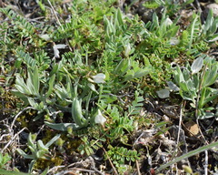 Astragalus guttatus