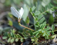 Astragalus guttatus