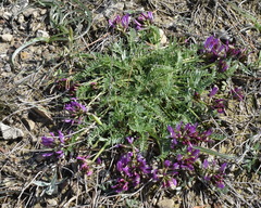 Astragalus suprapilosus