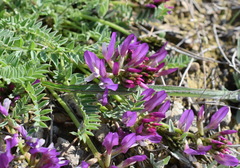 Astragalus suprapilosus