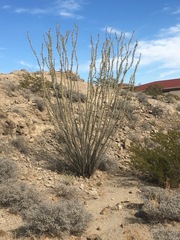 Fouquieria splendens