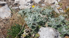 Marrubium incanum