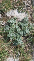 Marrubium incanum
