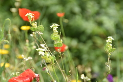 Biscutella auriculata